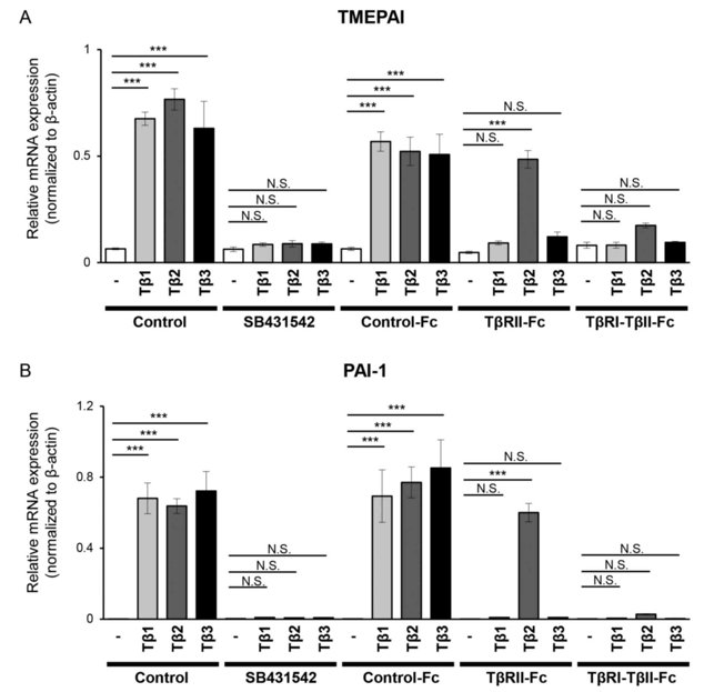 TβRI-TβRII-Fc chimeric receptor inhibits the expression of TGF-β direct target genes in B16 melanoma cells.