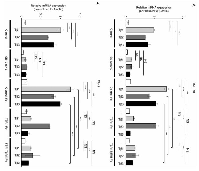TβRI‑TβRII‑Fc chimeric receptor inhibits the expression of TGF‑β direct target genes in Clone M3 melanoma cells.