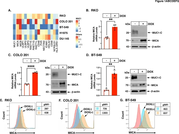 Silencing MUC1 induces MICA expression.