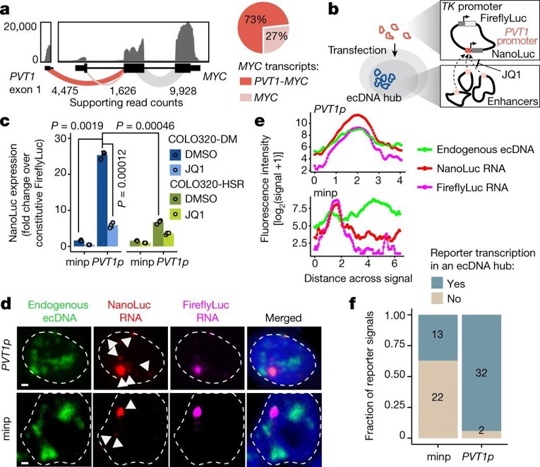 Intermolecular activation of an episomal luciferase reporter in ecDNA hubs. 
