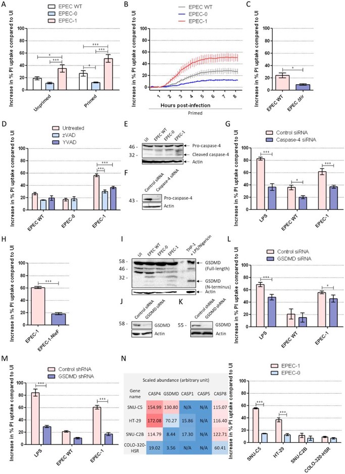 IFNγ enhances Tir- and caspase-4-dependent SNU-C5 cell death.