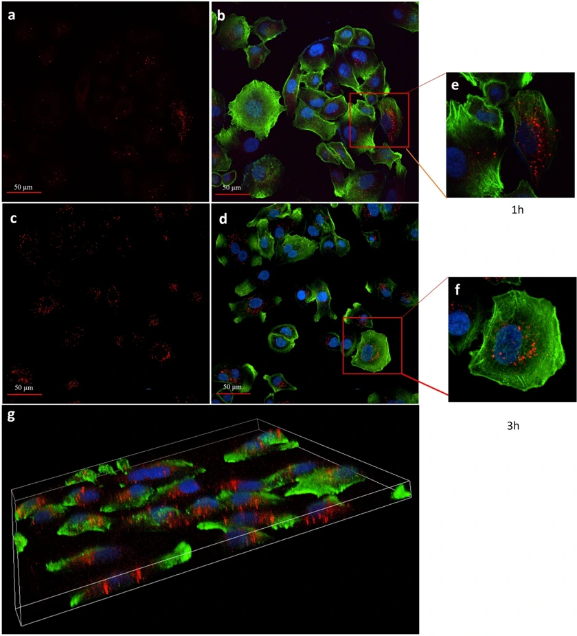 Confocal microscopy analysis of NSCLC-PE-sEVs internalization by COLO699 cells.