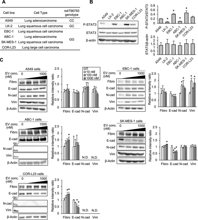 Expression and activity of STAT3 and everolimus-induced changes in expression of epithelial-mesenchymal transition (EMT)-related proteins in lung carcinoma cell lines.