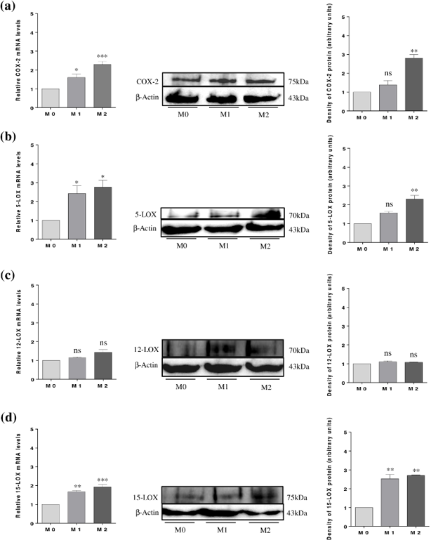 Expression of COX-2 and 5-, 12-, and 15-LOX in COV434 by mRNA and protein levels.
