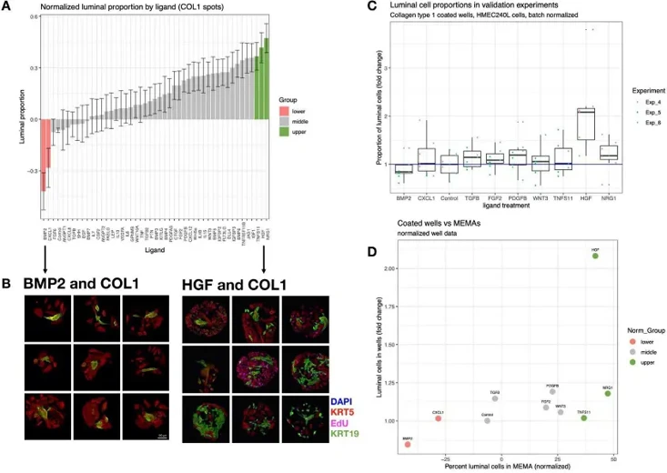 Hits are chosen from the ends of the normalized luminal proportion distributions.