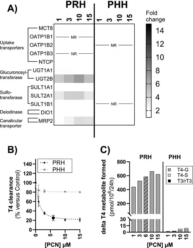Primary rat and human hepatocyte 2Dsw cultures differ in their response to CAR/PXR activators in terms of thyroxine metabolism.