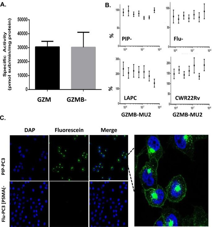 GZMB-MU2 internalizes into PIP cells but does not induce cell death.
