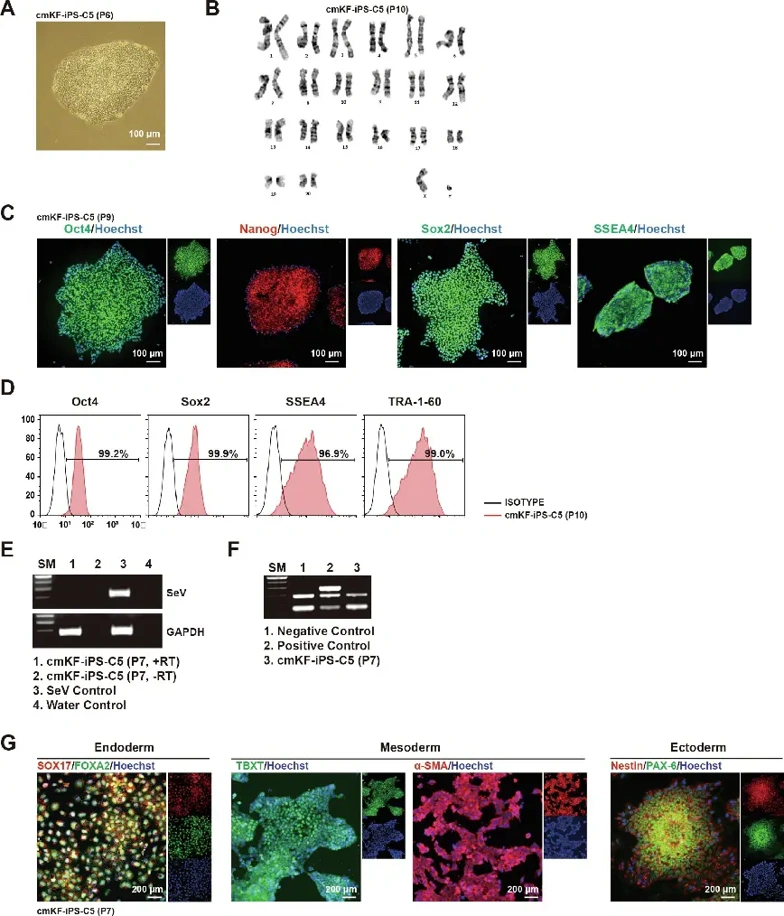 Generation and characterization of cynomolgus monkey kidney fibroblasts (cmKF)-derived induced pluripotent stem cells (cmKF-iPS-C5).