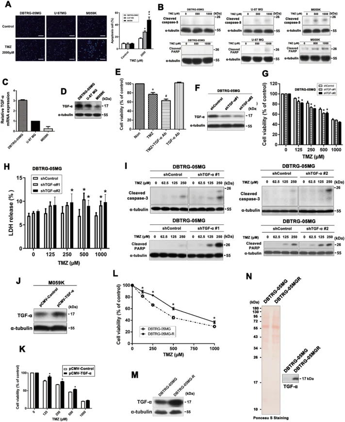 The link between TGF-α expression and TMZ resistance was assessed in other GBM cell lines.