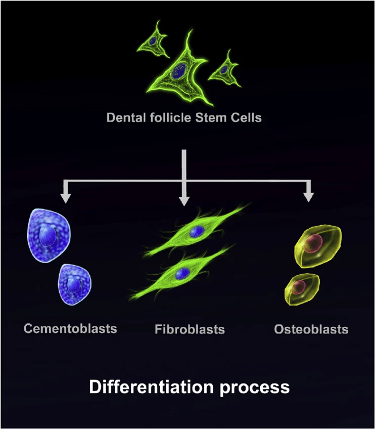 Dental follicle stem cells are top-most in the cellular hierarchy and are capable of differentiating into cementoblasts, fibroblasts, and osteoblasts.