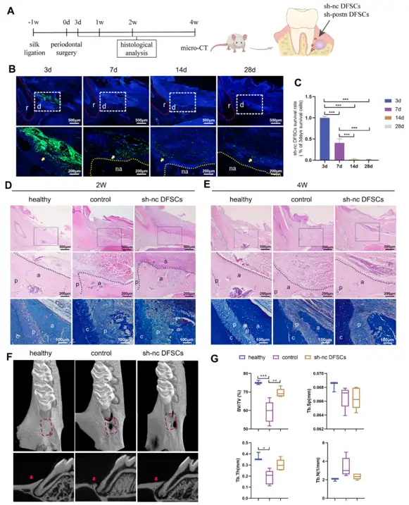 The therapeutic effect and survival rate of DFSCs.