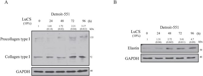 Effects of Luffa sylindrica stem sap (LuCS) treatment on cellular procollagen and elastin expression in human fibroblasts.
