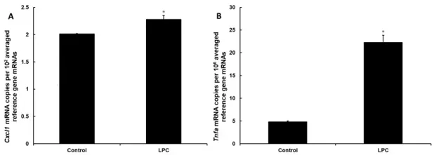 Incubation with LPC induces expression of proinflammatory genes in rat astrocytes.