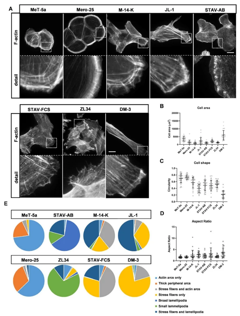 Actin filament organization and cell morphology.