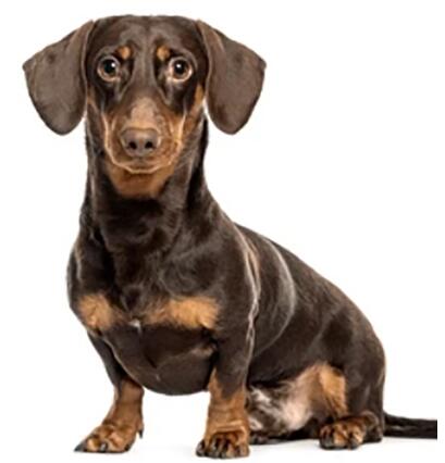 Dog Tumor Cells