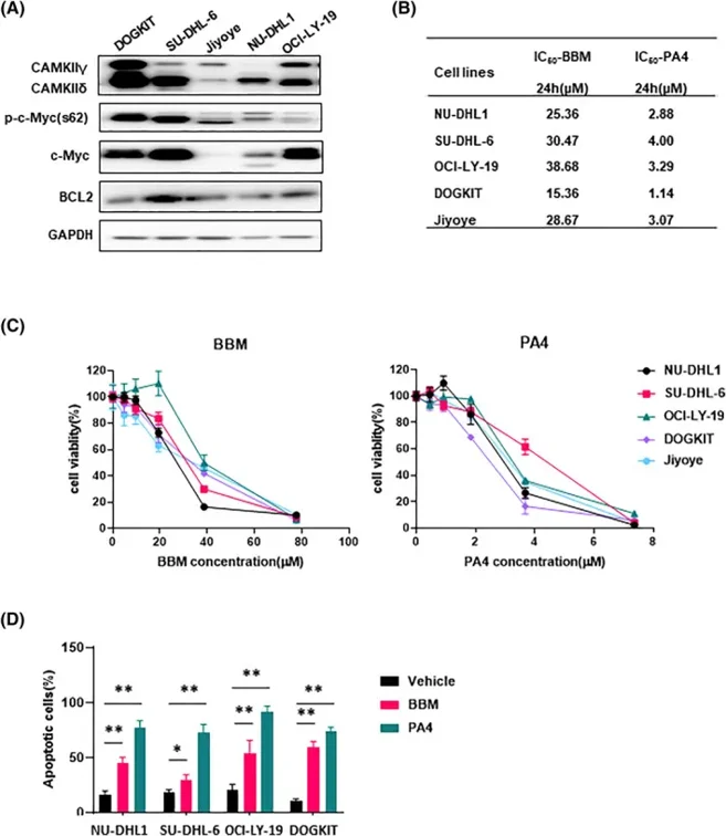 Characteristics and inhibitory effect of BBM, PA4 and ABT199 on four double-hit lymphoma (DHL) cell lines.