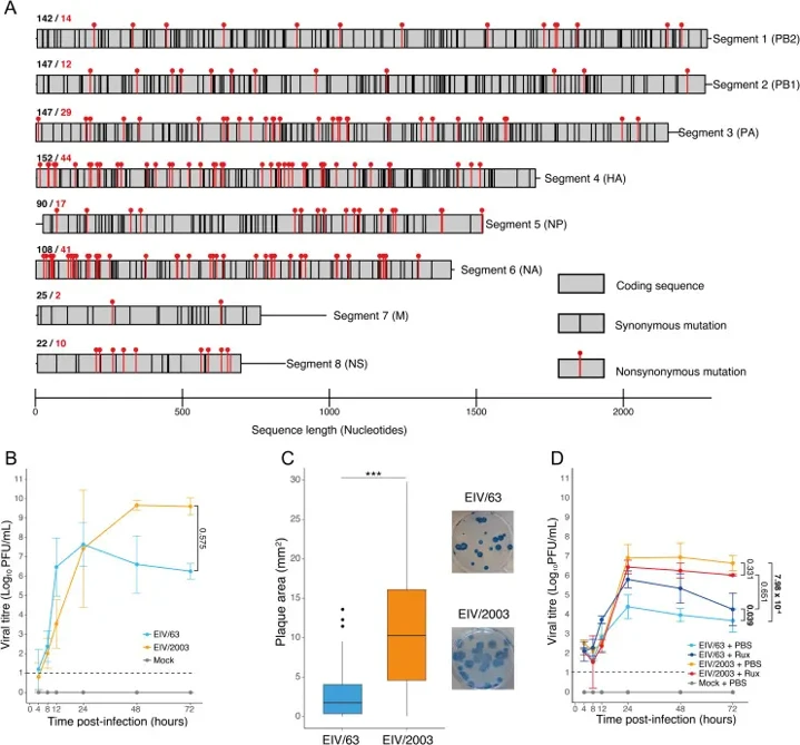 In vitro characterisation of H3N8 EIVs.