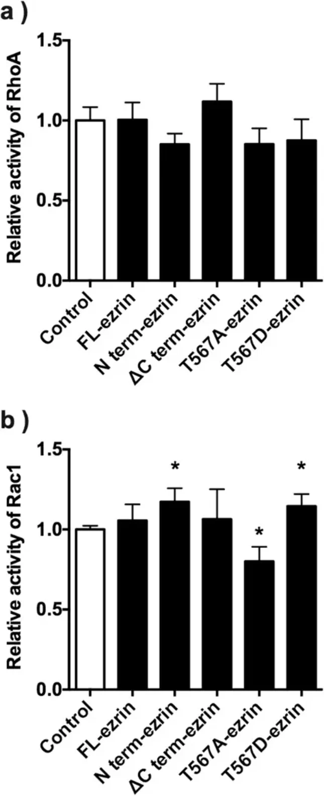RhoA and Rac1 activity in E11 cells transfected with ezrin mutants.