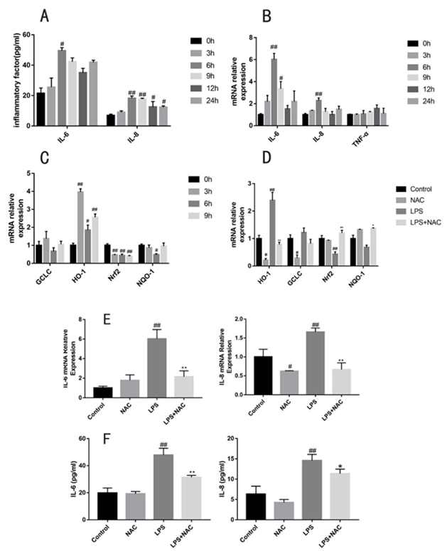 Gene expression and secretion of cytokines in bovine embryo tracheal cells (EBTr) exposed to LPS (4 μg/mL) at different times.