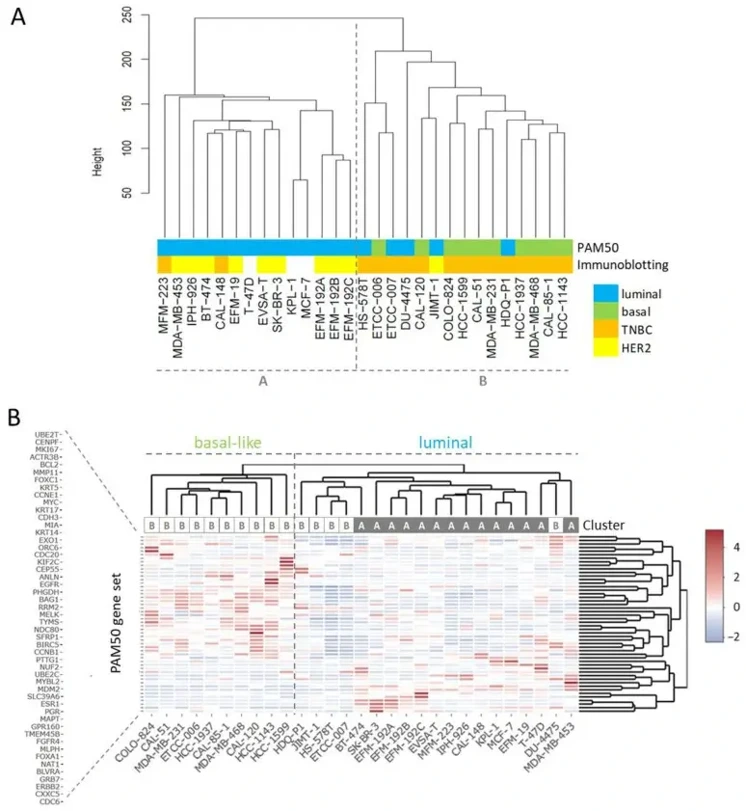 Clustering analyses for subtyping of BC cell lines.