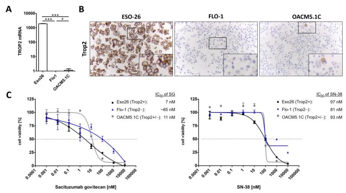 Sacituzumab govitecan specifically inhibits TROP2 positive EAC cells.