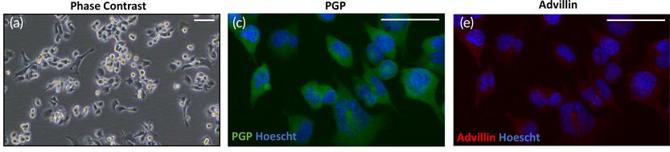 Immunofluorescence staining of F11 cells for neuronal marker PGP (c) and sensory neuron-specific advillin (e).