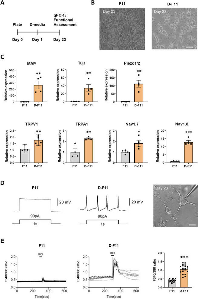 Morphological and electrophysiological properties of differentiated F11 cells.