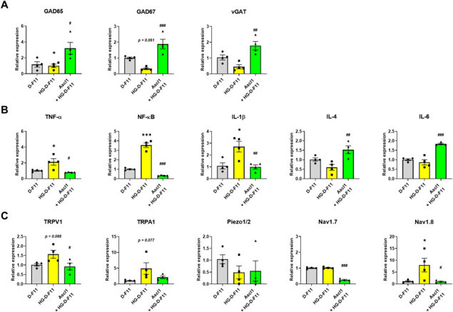 Regulation of GABAergic gene expression and inflammatory responses by Ascl1 in a high-glucose (HG) condition.