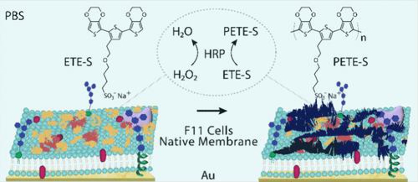 Schematic of the fluid-mosaic lipid membrane model made up of F11 cell membrane patches supported on the Au substrate.