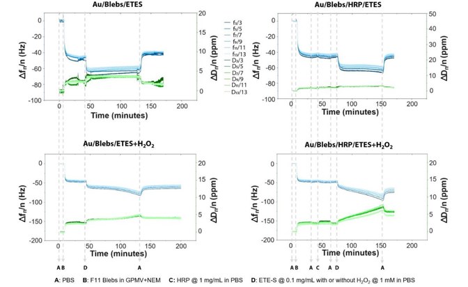 Overtone-normalised QCM-D recordings of the four samples for the entire measurement duration.