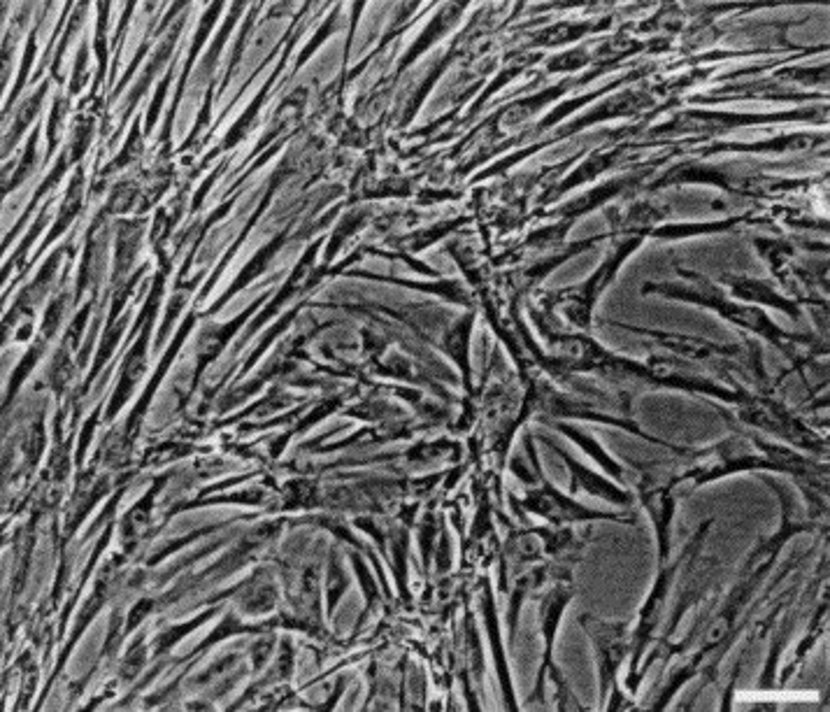 Fig. 1. Morphological characterization of feline bone marrow stromal cells.