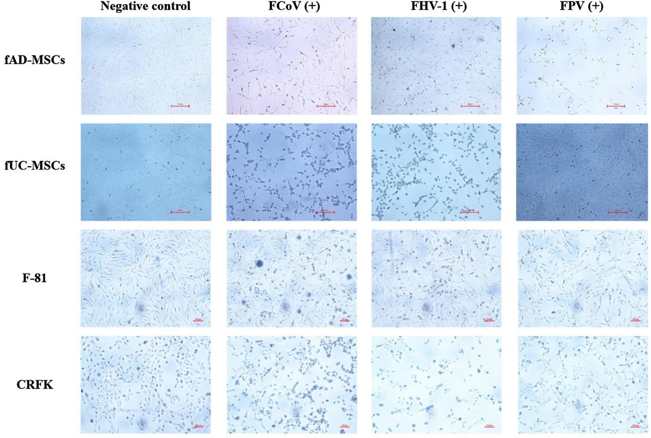 CPEs for FCoV, FHV-1, and FPV on fAD-MSCs, fUC-MSCs, CRFK and F-81 after 48 h.