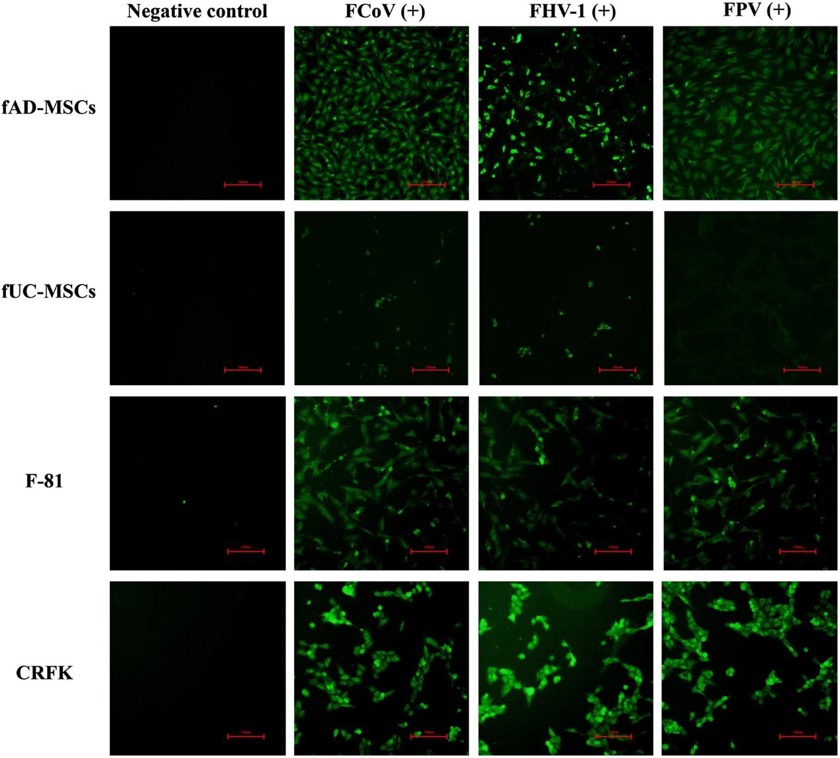 Immunofluorescence results for FCoV, FPV, and FHV-1 in fAD-MSCs, fUC-MSCs, CRFK, and F-81 after 48 h.