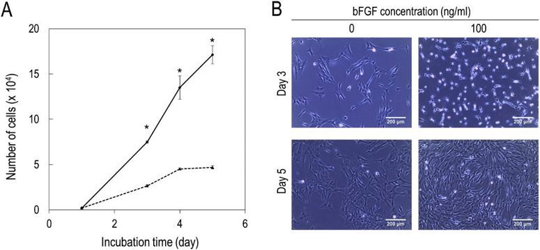 Effect of bFGF addition on the proliferation and cell morphology of feline MSC.