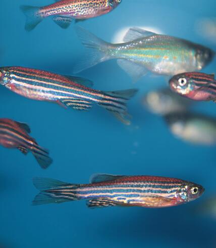 Illustration of fish anatomy or fish tumor histology