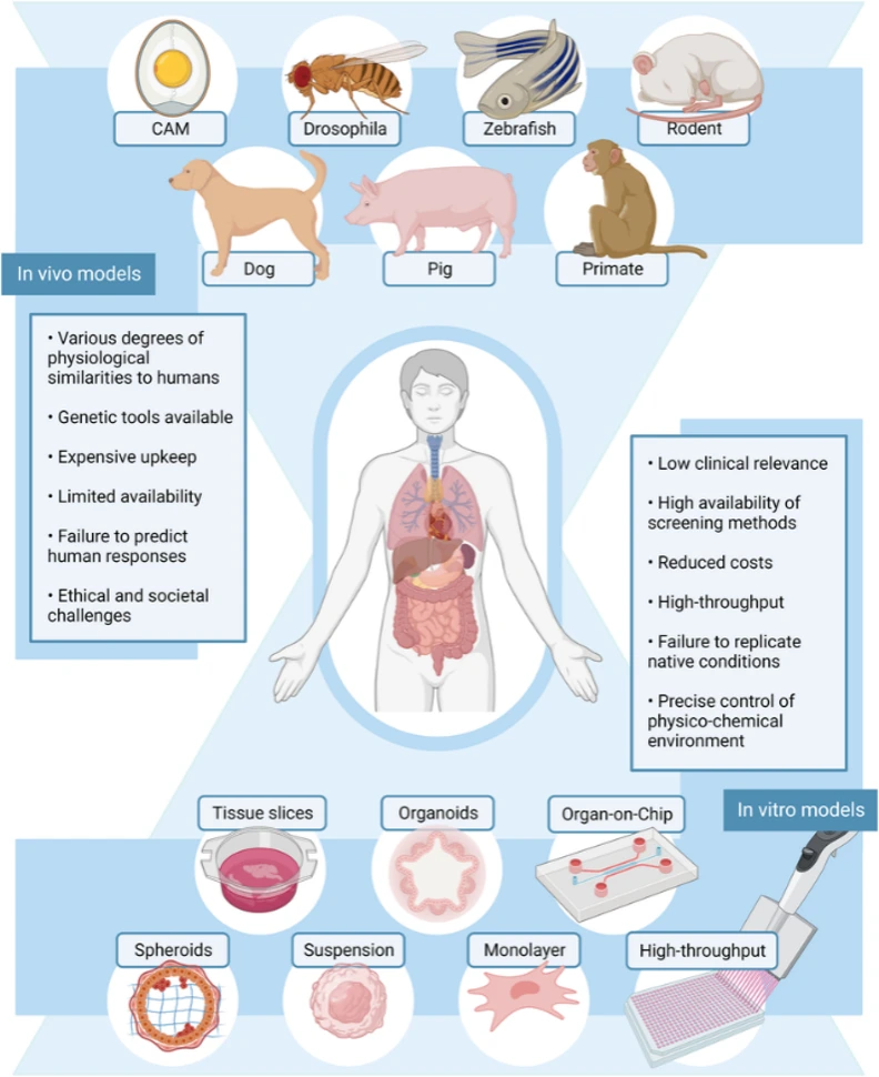 Current in vivo and in vitro models in human research and their highlights.