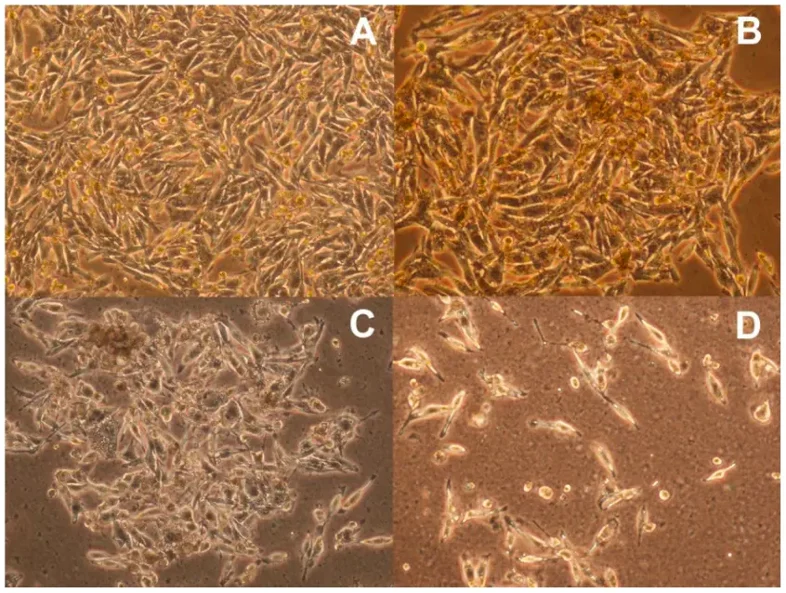 Morphology of G-631 human melanoma malignum.