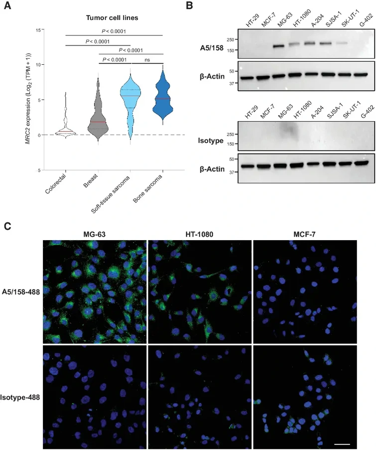 Figure 1. A5/158 recognizes Endo180 expressed on sarcoma cell lines.