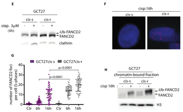 GCT27cis-r Cells Activate the FA-Pathway with Higher Efficiency than GCT27cis-s Cells.