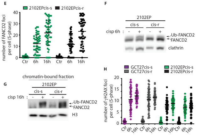 DNA damage repair dynamic, cell death and FANCD2 activation upon treatment with cisplatin.