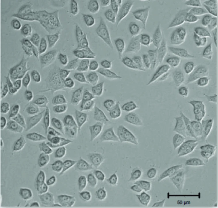 GH3 pituitary tumor cell line morphology.