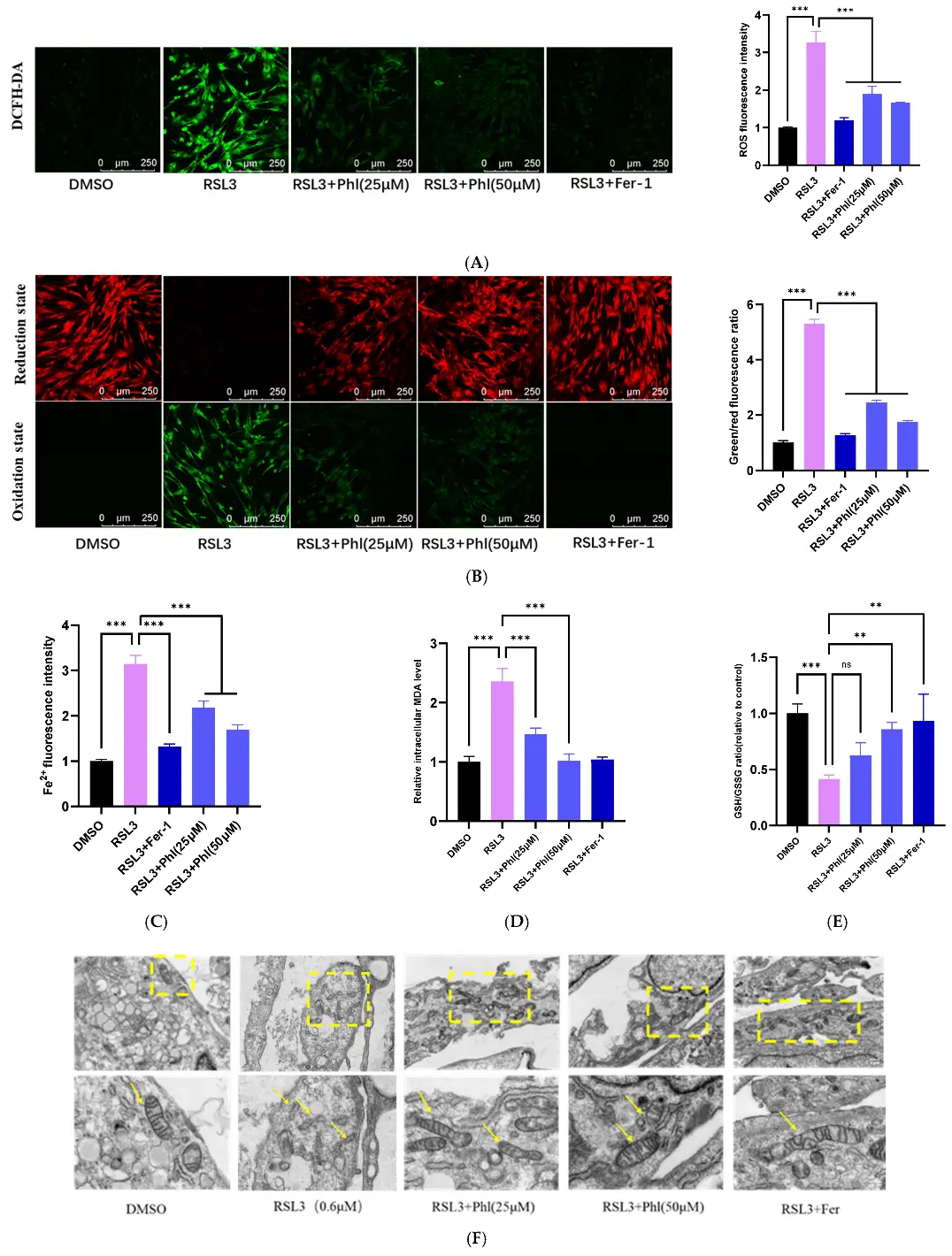 Phloretin inhibits RSL3-induced ferroptosis in AD-MSCs (He, Yunan, et al., 2026).