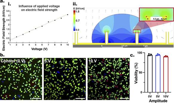 The electric field distribution across the Au-coated NTs during nanoscale EP, and viability of GPE-86 cells post nanoscale-EP.