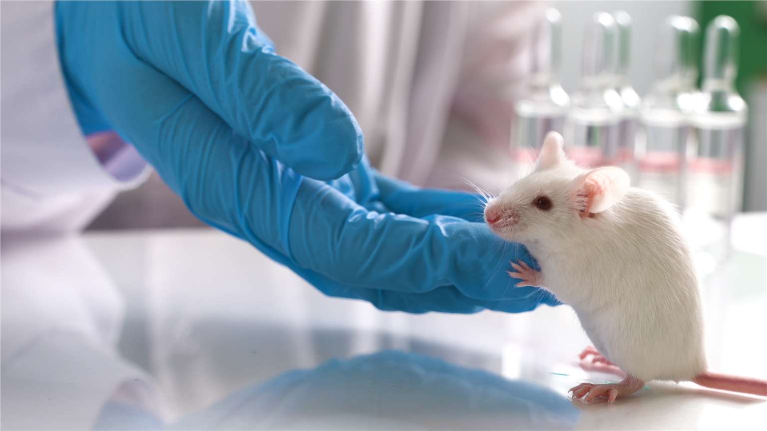 Graft-versus-host Disease (GvHD) Models