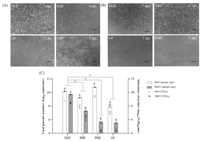 Comparison of cytopathic effect of red sea bream iridovirus- and infectious spleen and kidney necrosis virus-inoculated cells.