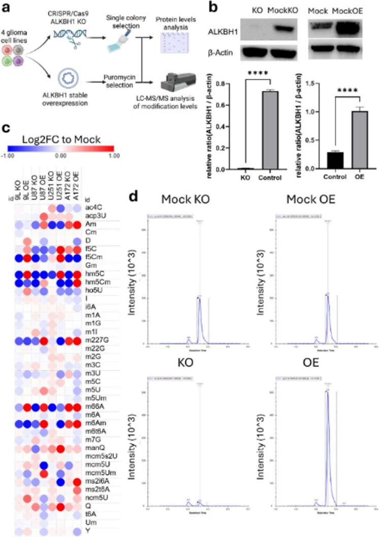 ALKBH1 reduces glioma proliferation in vitro but promotes oncogenesis in vivo.