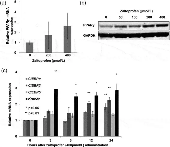 Effect of zaltoprofen on the expression of PPARγ in H-EMC-SS cells at the mRNA (a) and protein (b) levels. GAPDH was used as the housekeeping factor. (c) Effect of zaltoprofen on the expression of C/EBPα, C/EBPβ, C/EBPδ, and Krox20 mRNAs in H-EMC-SS cells, as determined by qRT-PCR.
