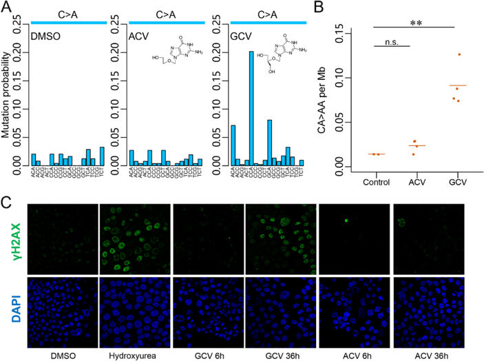 GCVsig and DNA damage response is associated with ganciclovir (GCV) but not acyclovir (ACV) treatment.