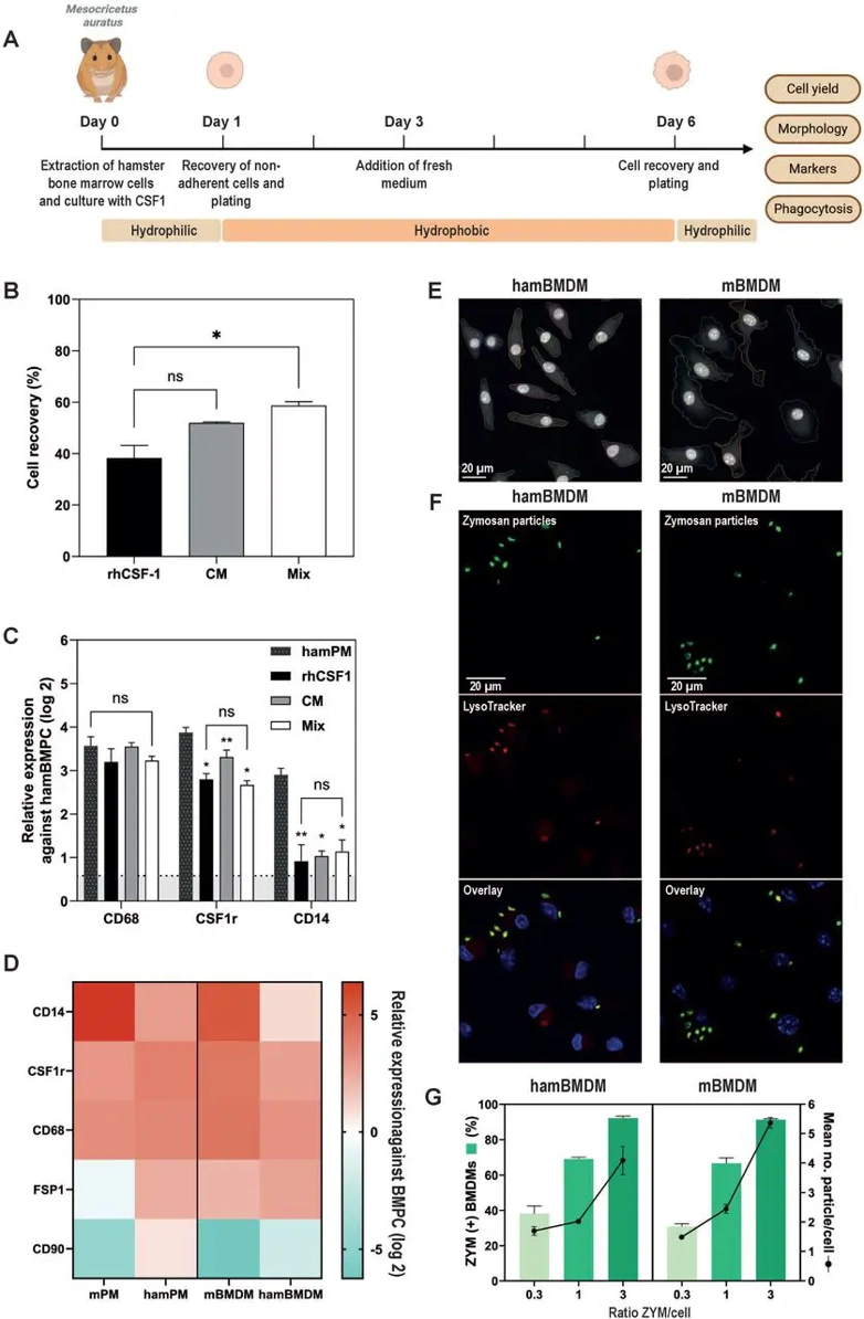 CSF1-differentiated hamster and mouse BMDMs express comparable macrophage marker profiles.