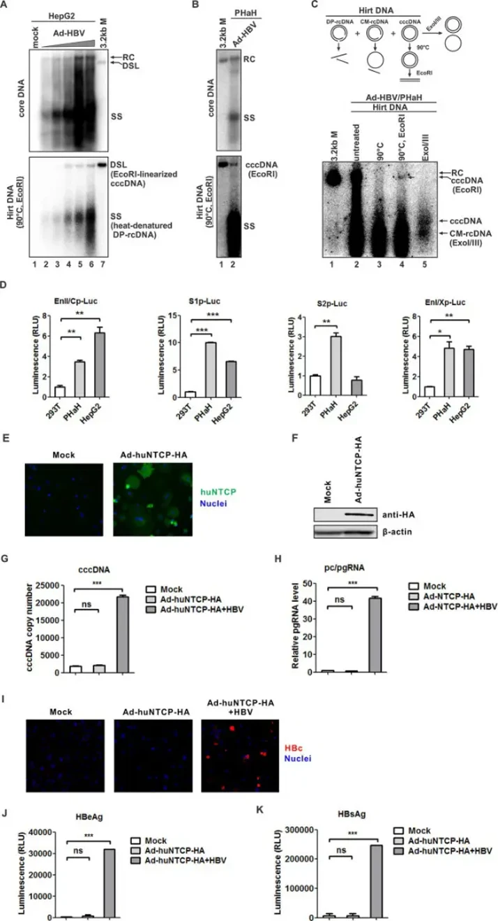 Various analyses of HBV replication and cccDNA levels in HepG2 and PHaH cells, including Southern blot, Western blot, luciferase assays, immunofluorescence for HBc expression, and detection of HBeAg and HBsAg.